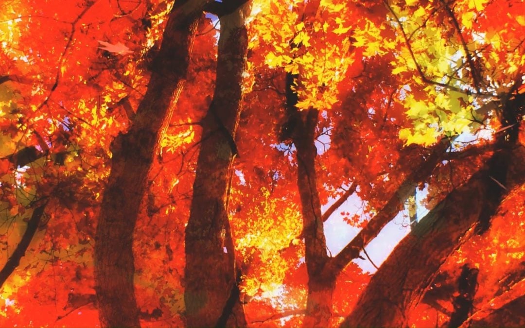 Why Autumn is an Ideal Time to Install Artificial Grass