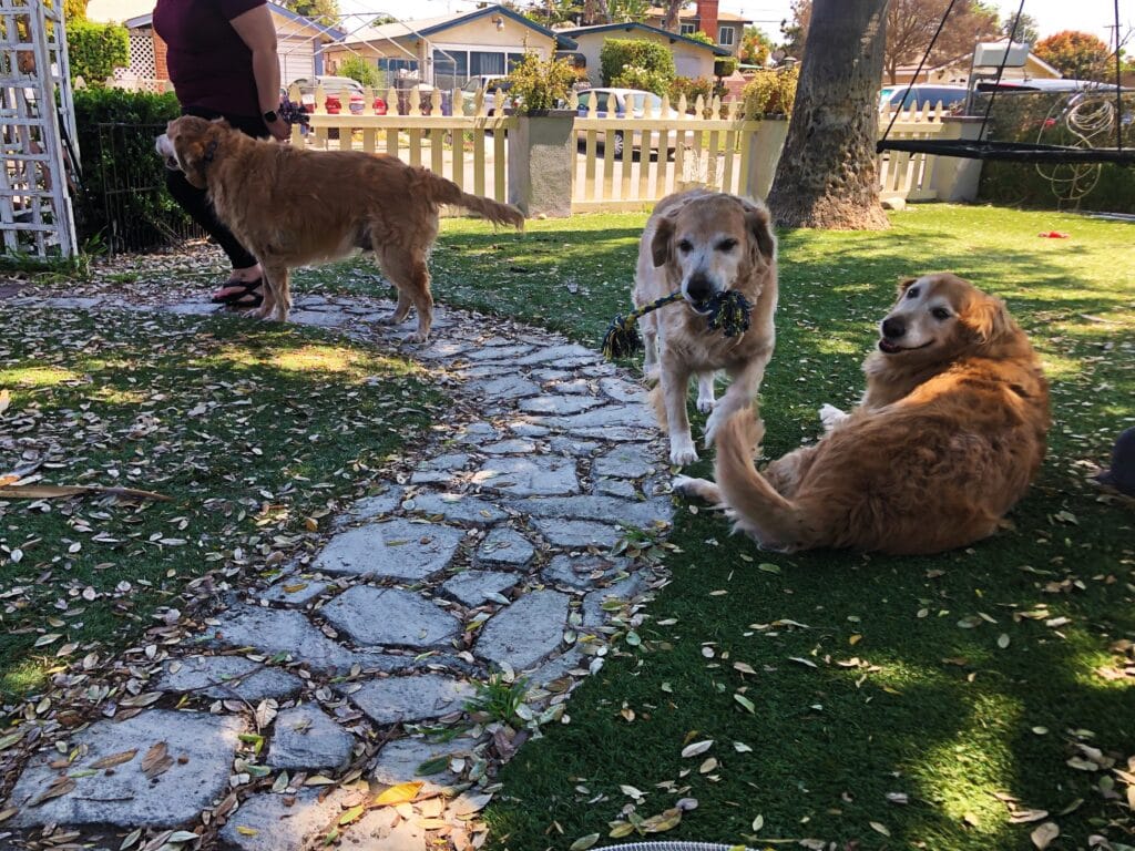 synthetic turf for pets