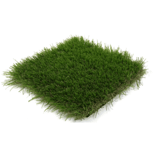 Fescue Supreme